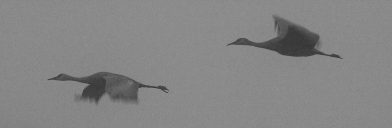 Sandhill Cranes In Flight